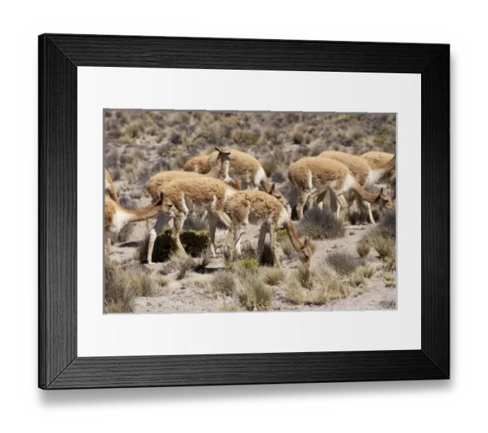 Framed Print : South America, Peru Framed Print : South America, Peru