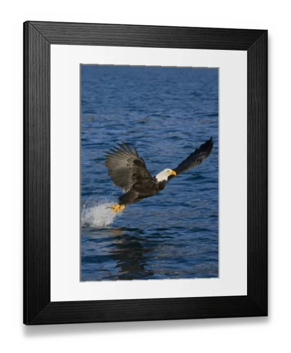 Framed Print : USA, Alaska, Kachemak Bay State Park, Kachemak Bay. Bald eagle takes flight after catching fish Framed Print : USA, Alaska, Kachemak Bay State Park, Kachemak Bay. Bald eagle takes flight after catching fish