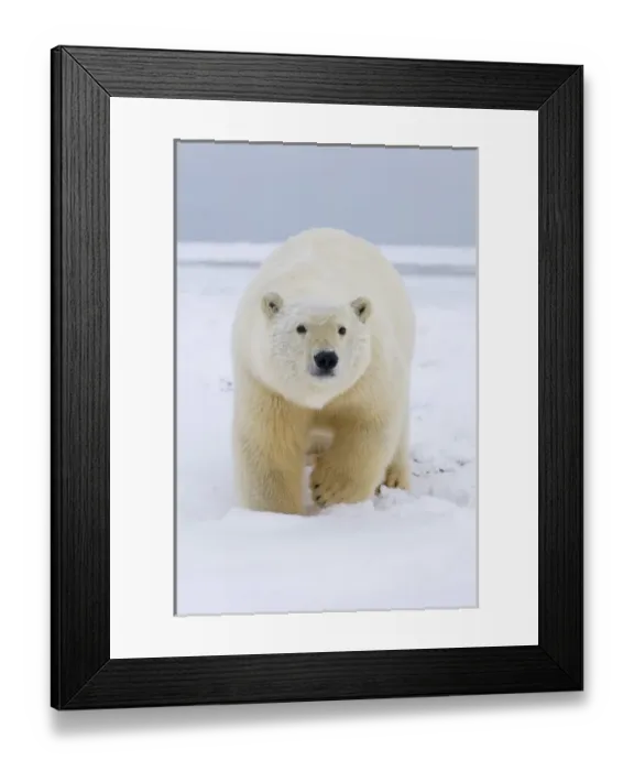Framed Print : polar bear, Ursus maritimus, polar bear on ice and snow, 1002 coastal plain of