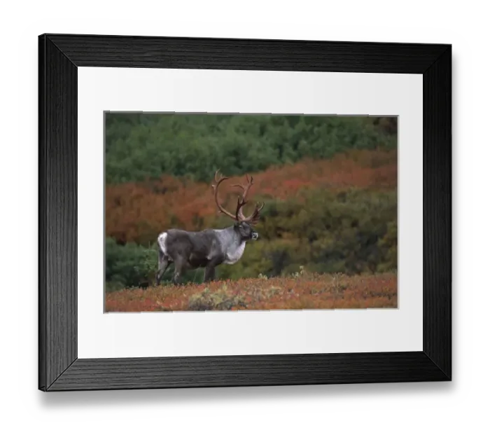 Framed Print : Alaska, Denali National Park. Barren ground caribou bull (Rangifer arcticus) on tundra in September Framed Print : Alaska, Denali National Park. Barren ground caribou bull (Rangifer arcticus) on tundra in September
