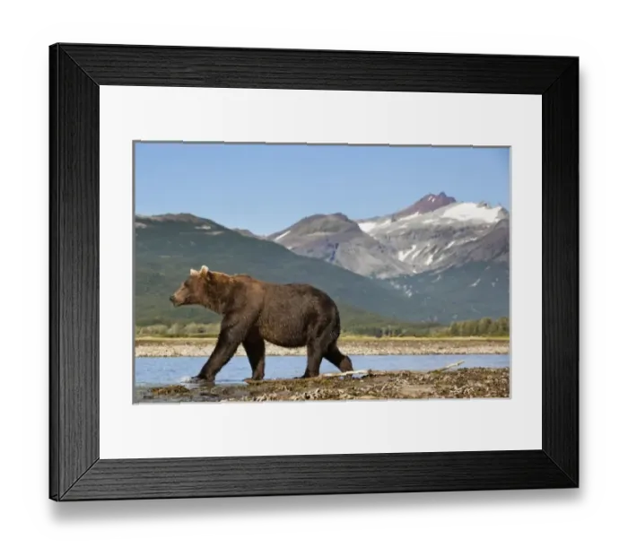 Framed Print : USA, Alaska, Katmai National Park, Grizzly Bear (Ursus arctos) walking along salmon Framed Print : USA, Alaska, Katmai National Park, Grizzly Bear (Ursus arctos) walking along salmon