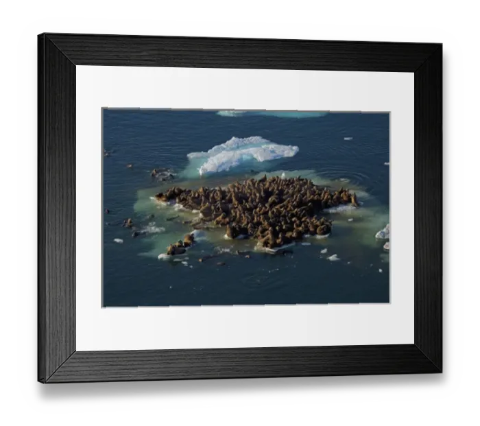 Framed Print : walrus, Odobenus rosmarus, herds resting on and swimming around chunks of pack ice Framed Print : walrus, Odobenus rosmarus, herds resting on and swimming around chunks of pack ice