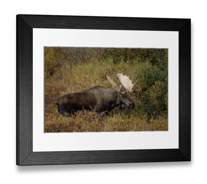 Framed Print : moose, Alces alces, bull feeding on willow bushes in Denali National Park, interior