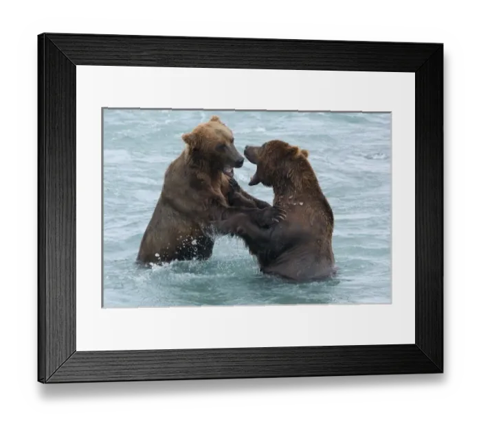 Framed Print : USA, Alaska, McNeil River. Grizzly or brown bear Framed Print : USA, Alaska, McNeil River. Grizzly or brown bear