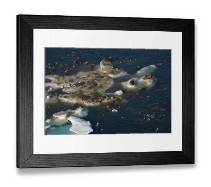 Framed Print : USA, North America, Alaska Framed Print : USA, North America, Alaska