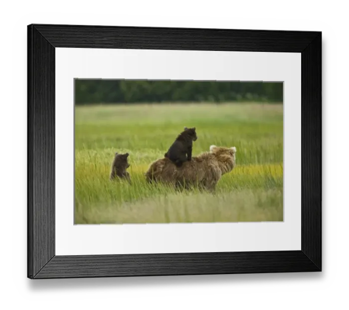 Framed Print : USA, North America, Alaska Framed Print : USA, North America, Alaska