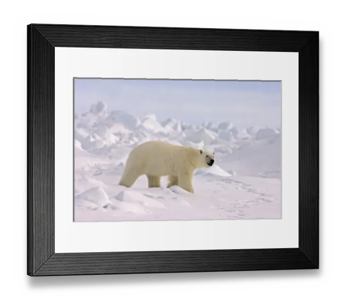 Framed Print : polar bear, Ursus maritimus, in rough ice on the frozen eastern Chuckchi Sea, Arctic Framed Print : polar bear, Ursus maritimus, in rough ice on the frozen eastern Chuckchi Sea, Arctic