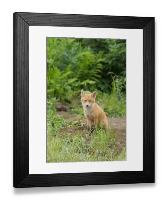 Framed Print : USA, North America, Alaska