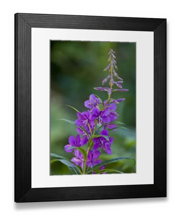Framed Print : USA. Alaska. Fireweed at Silver Salmon Creek in Lake Clark NP Framed Print : USA. Alaska. Fireweed at Silver Salmon Creek in Lake Clark NP
