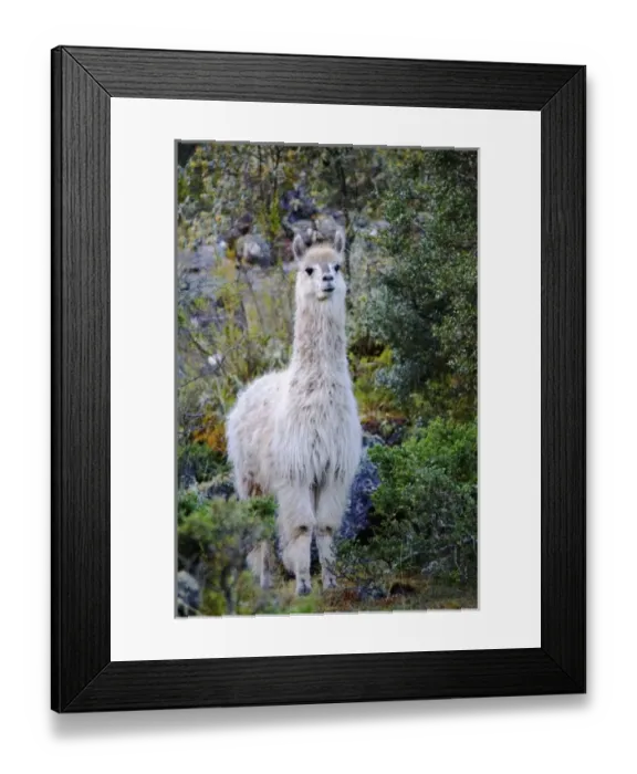 Framed Print : South America, Peru Framed Print : South America, Peru