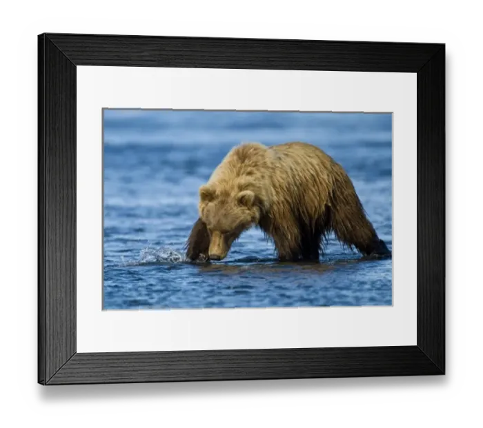 Framed Print : USA. Alaska. Coastal Brown Bear fishing for salmon at Silver Salmon Creek in Lake Clark NP