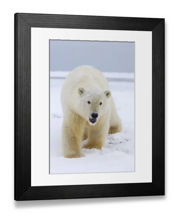 Framed Print : USA, North America, Alaska Framed Print : USA, North America, Alaska