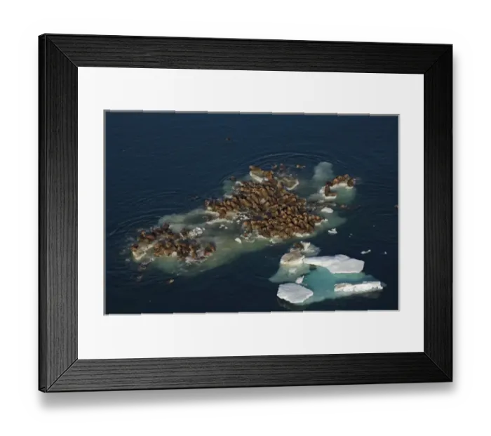 Framed Print : walrus, Odobenus rosmarus, herds resting on and swimming around chunks of pack ice Framed Print : walrus, Odobenus rosmarus, herds resting on and swimming around chunks of pack ice