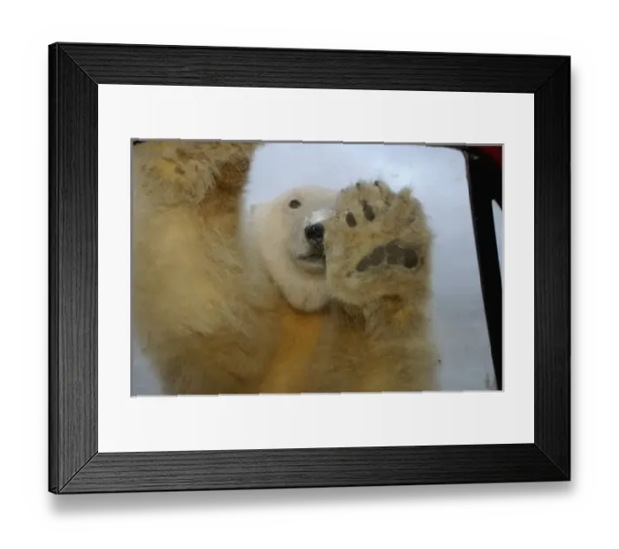 Framed Print : polar bear, Ursus maritimus, curiously checks out truck, 1002 coastal plain of Framed Print : polar bear, Ursus maritimus, curiously checks out truck, 1002 coastal plain of