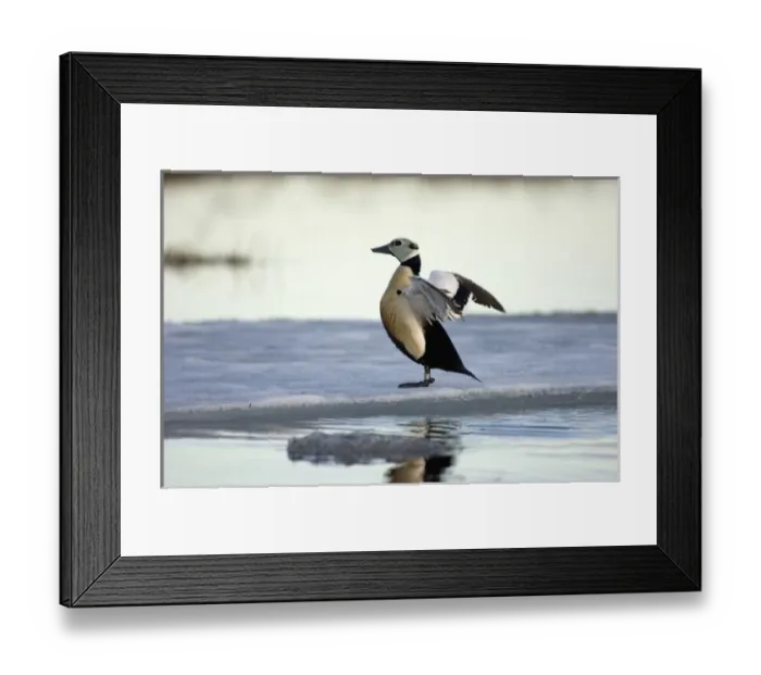 Framed Print : stellers eider, Polysticta stelleri, (endangered) male stretching its wings Framed Print : stellers eider, Polysticta stelleri, (endangered) male stretching its wings