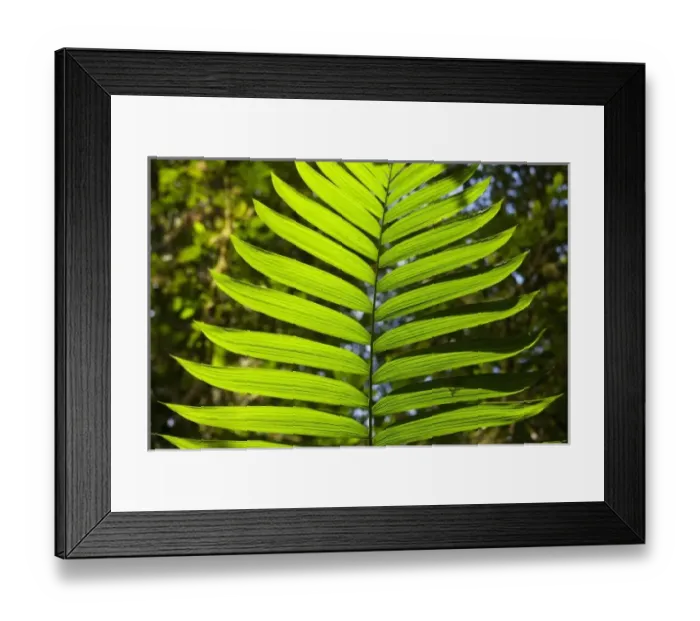Framed Print : Central America, Costa Rica Framed Print : Central America, Costa Rica
