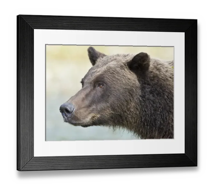 Framed Print : Unknown. Alaska. Katmai NP. Coastal Brown Bear fishing for salmon