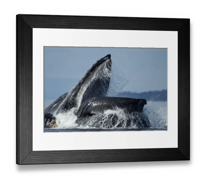 Framed Print : USA, Alaska, Angoon, Humpback Whales (Megaptera novaengliae) lunge from sea while Framed Print : USA, Alaska, Angoon, Humpback Whales (Megaptera novaengliae) lunge from sea while