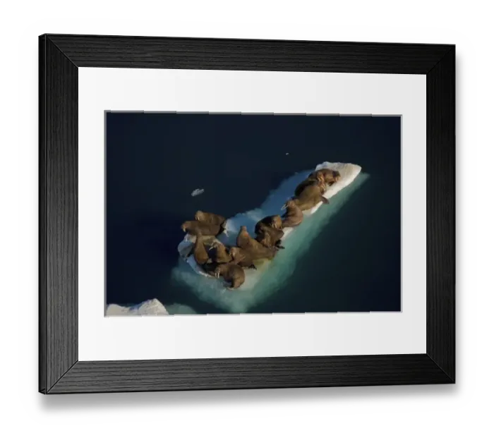 Framed Print : walrus, Odobenus rosmarus, resting on pack ice during spring breakup, Chuckchi Sea
