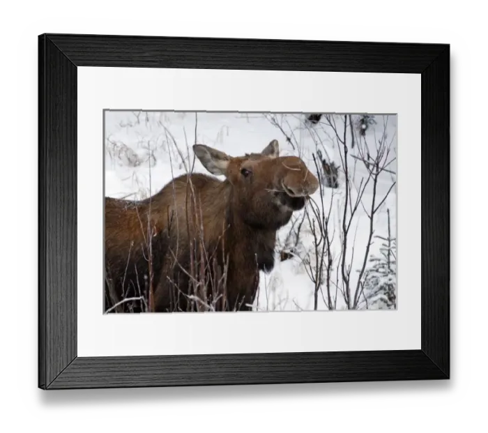 Framed Print : USA, Alaska. Female moose browsing on a branch Framed Print : USA, Alaska. Female moose browsing on a branch