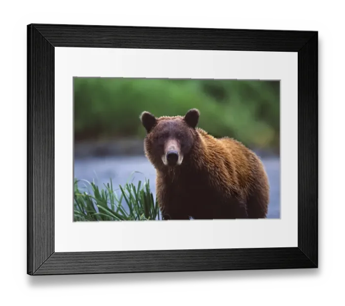 Framed Print : USA, Alaska, Kenai Peninsula. Alaskan brown bear (Ursus arctos) looking at photographer