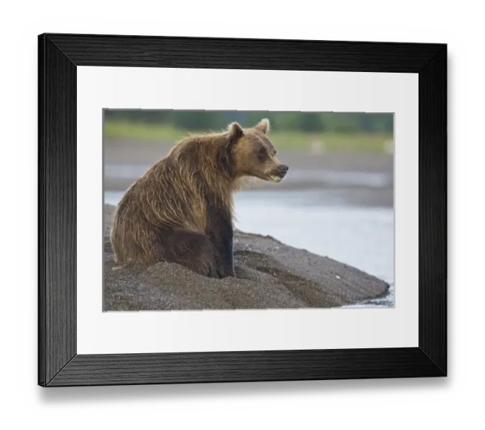 Framed Print : Unknown. A Coastal Brown Bear waits for the incoming tide while fishing Framed Print : Unknown. A Coastal Brown Bear waits for the incoming tide while fishing