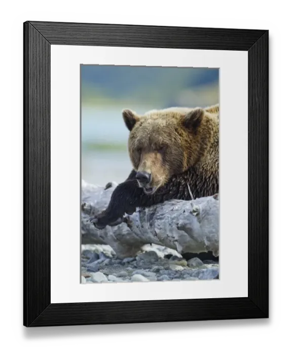 Framed Print : USA, Alaska, Katmai National Park, Grizzly Bear (Ursus arctos) resting on old tree