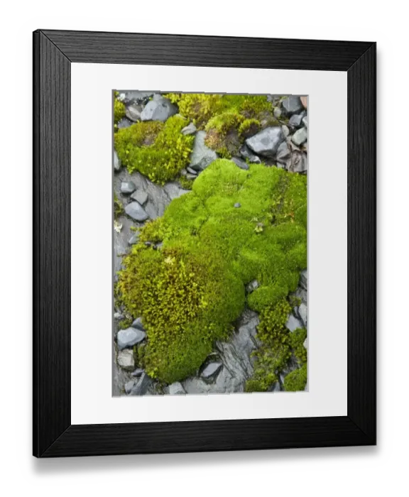 Framed Print : USA, North America, Alaska