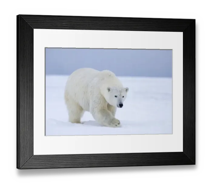 Framed Print : polar bear, Ursus maritimus, on ice and snow, 1002 coastal plain of the Arctic National Framed Print : polar bear, Ursus maritimus, on ice and snow, 1002 coastal plain of the Arctic National