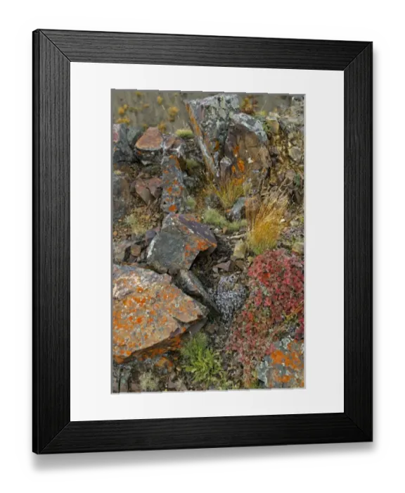 Framed Print : USA. Alaska. Lichen covers rocks near Polychrome Pass in Denali NP, Alaska Framed Print : USA. Alaska. Lichen covers rocks near Polychrome Pass in Denali NP, Alaska