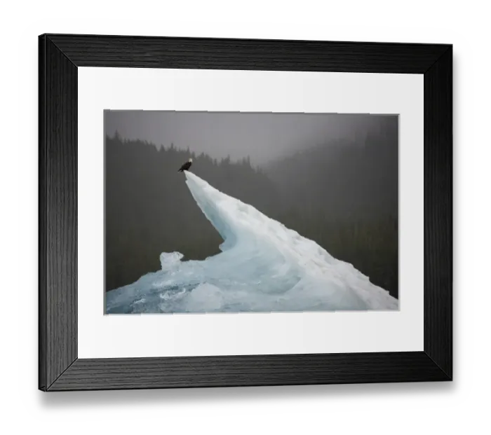 Framed Print : USA, Alaska, Tongass National Forest, Bald Eagle (Haliaeetus leucocephalus) resting