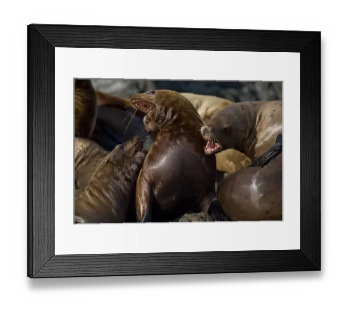 Framed Print : USA, Alaska, Tongass National Forest, Steller sea lions (Eumetopias jubatus) fighting Framed Print : USA, Alaska, Tongass National Forest, Steller sea lions (Eumetopias jubatus) fighting