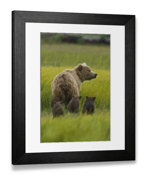 Framed Print : USA, North America, Alaska Framed Print : USA, North America, Alaska
