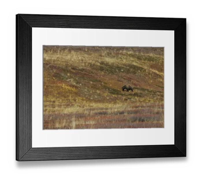 Framed Print : USA. Alaska. A grizzly bear traverses the tundra of Denali NP, Alaska as fall colors the hillsides