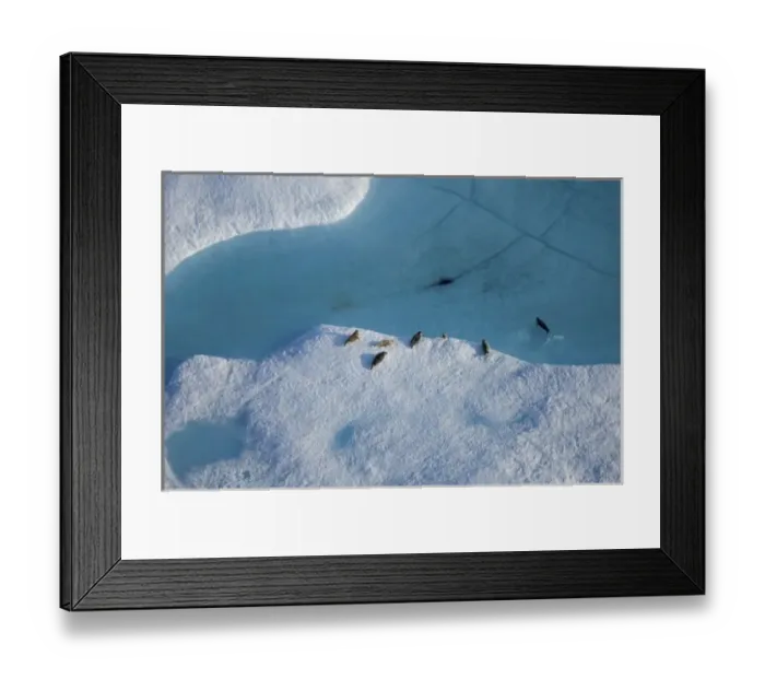 Framed Print : Ringed seals, Phoca hispida, on multi-layer ice with exit hole underneath to ocean Framed Print : Ringed seals, Phoca hispida, on multi-layer ice with exit hole underneath to ocean