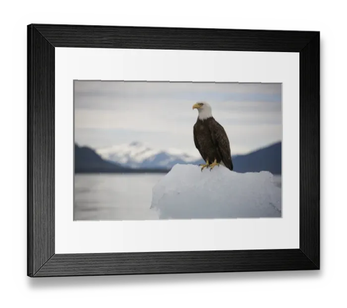 Framed Print : USA, Alaska, Tongass National Forest, Bald Eagle (Haliaeetus leucocephalus) on iceberg Framed Print : USA, Alaska, Tongass National Forest, Bald Eagle (Haliaeetus leucocephalus) on iceberg