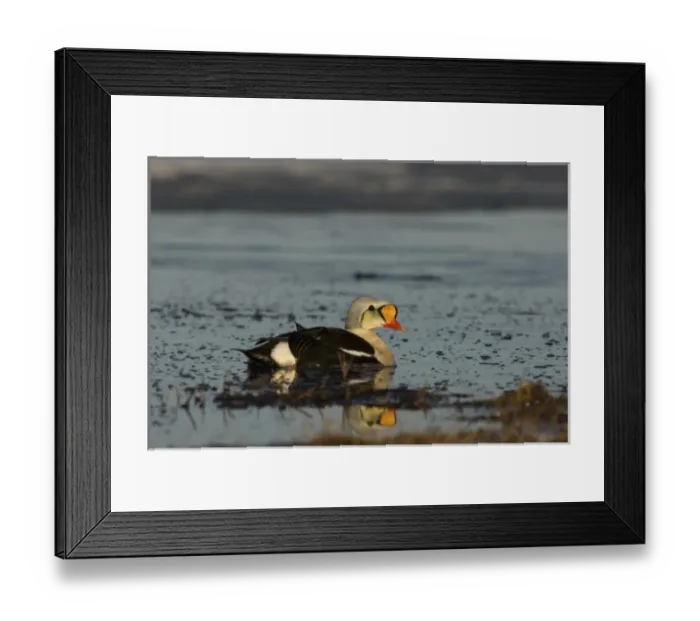 Framed Print : king eider, Somateria spectabilis, male on a freshwater lake in the National Petroleum Reserves