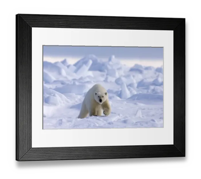Framed Print : polar bear, Ursus maritimus, in rough ice on the frozen eastern Chuckchi Sea, Arctic Framed Print : polar bear, Ursus maritimus, in rough ice on the frozen eastern Chuckchi Sea, Arctic