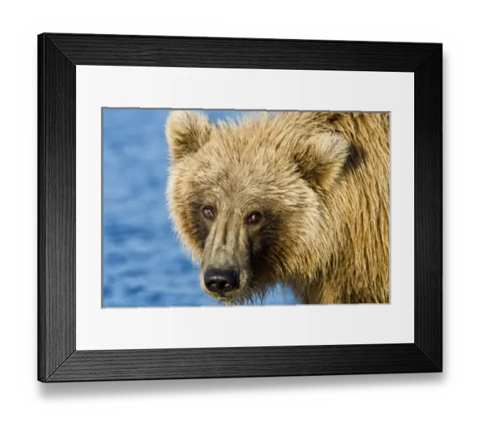 Framed Print : USA, North America, Alaska Framed Print : USA, North America, Alaska