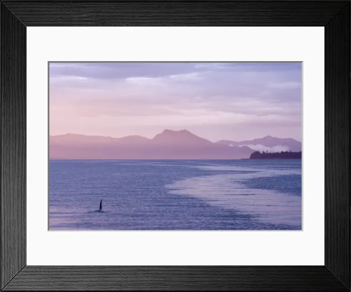 Framed Print : USA, Alaska, Ketchikan. Orca surfaces at sunset Framed Print : USA, Alaska, Ketchikan. Orca surfaces at sunset