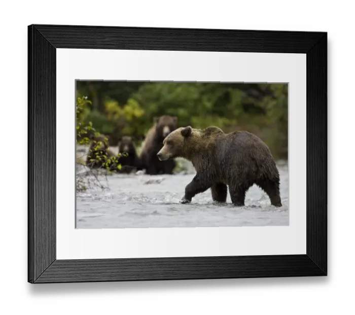 Framed Print : USA, North America, Alaska Framed Print : USA, North America, Alaska