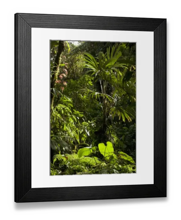 Framed Print : Central America, Costa Rica Framed Print : Central America, Costa Rica