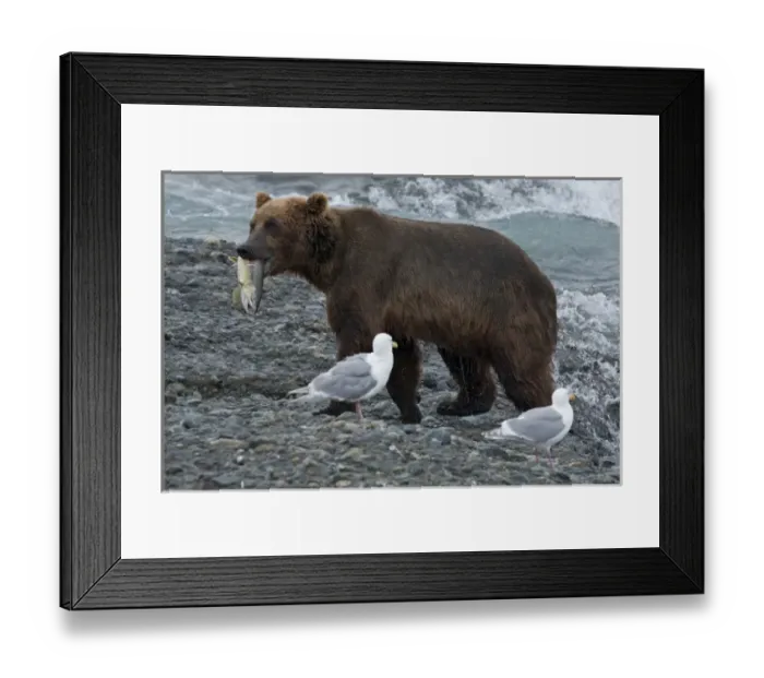 Framed Print : USA, Alaska, McNeil River. Grizzly or brown bear Framed Print : USA, Alaska, McNeil River. Grizzly or brown bear