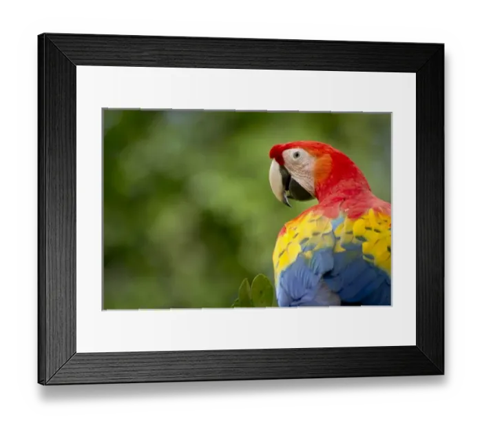 Framed Print : wild scarlet macaw, rainforest, Costa Rica