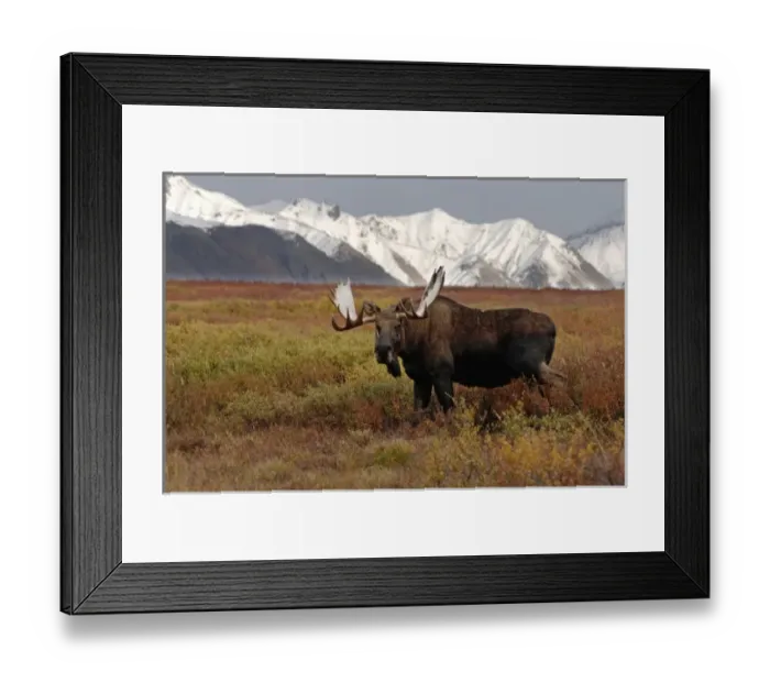 Framed Print : moose, Alces alces, bulls walking on fall tundra in Denali National Park, interior Alaska Framed Print : moose, Alces alces, bulls walking on fall tundra in Denali National Park, interior Alaska