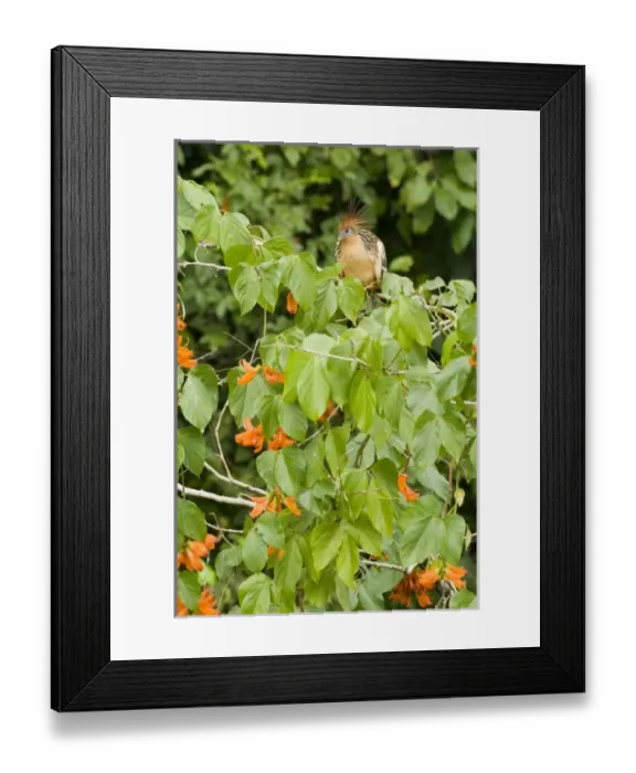 Framed Print : South America, Peru