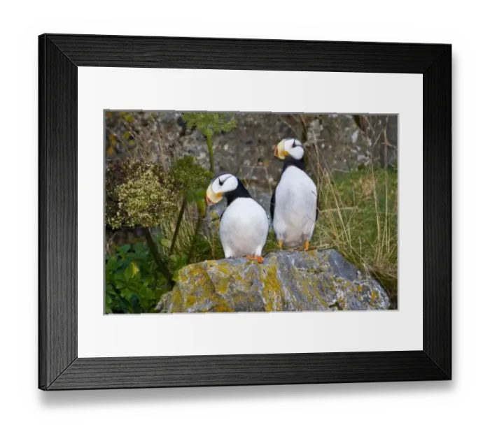 Framed Print : USA, North America, Alaska