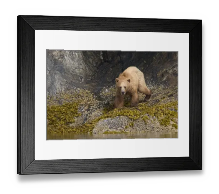 Framed Print : USA, North America, Alaska Framed Print : USA, North America, Alaska