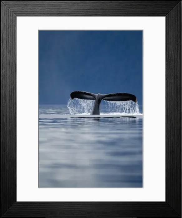 Framed Print : USA, Alaska, Tongass National Forest, Humpback Whales Tail (Megaptera novaengliae) Framed Print : USA, Alaska, Tongass National Forest, Humpback Whales Tail (Megaptera novaengliae)