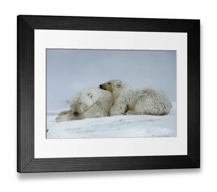 Framed Print : polar bear, Ursus maritimus, sow with cub sleeping on the pack ice, 1002 coastal plain